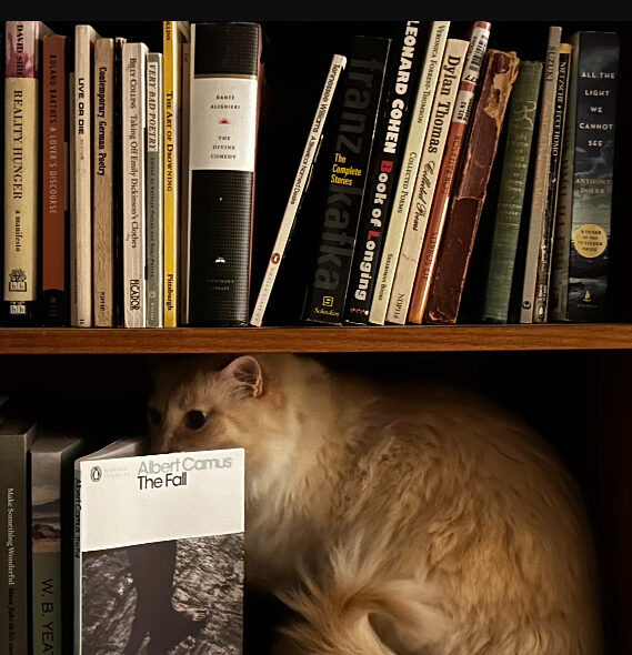 maus liest ein Buch im Bücheregal